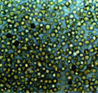 显微镜下的小球藻
